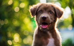 Happy Pet 3